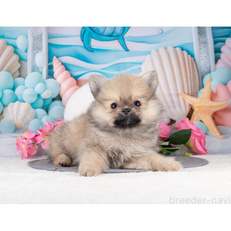 販売中の岐阜県のポメラニアン-455928の4枚目