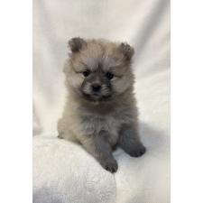 ♀︎ポメラニアン