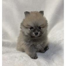 ♀︎ポメラニアン