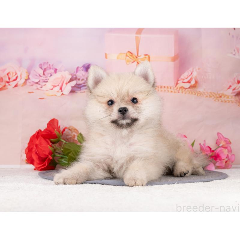 販売中の岐阜県のポメラニアン-455929の7枚目