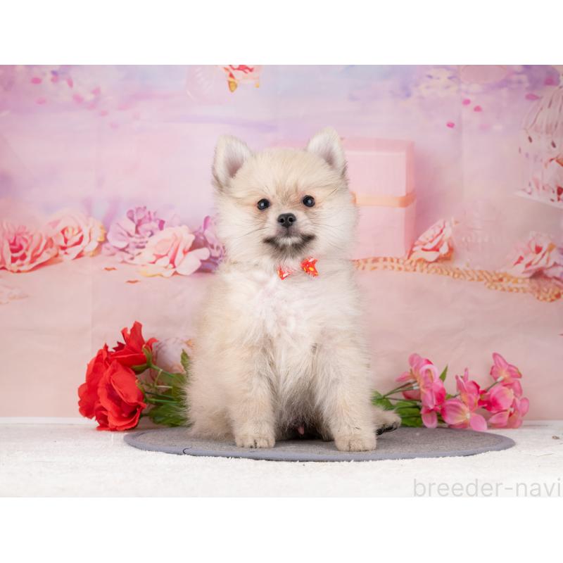 販売中の岐阜県のポメラニアン-455929の6枚目