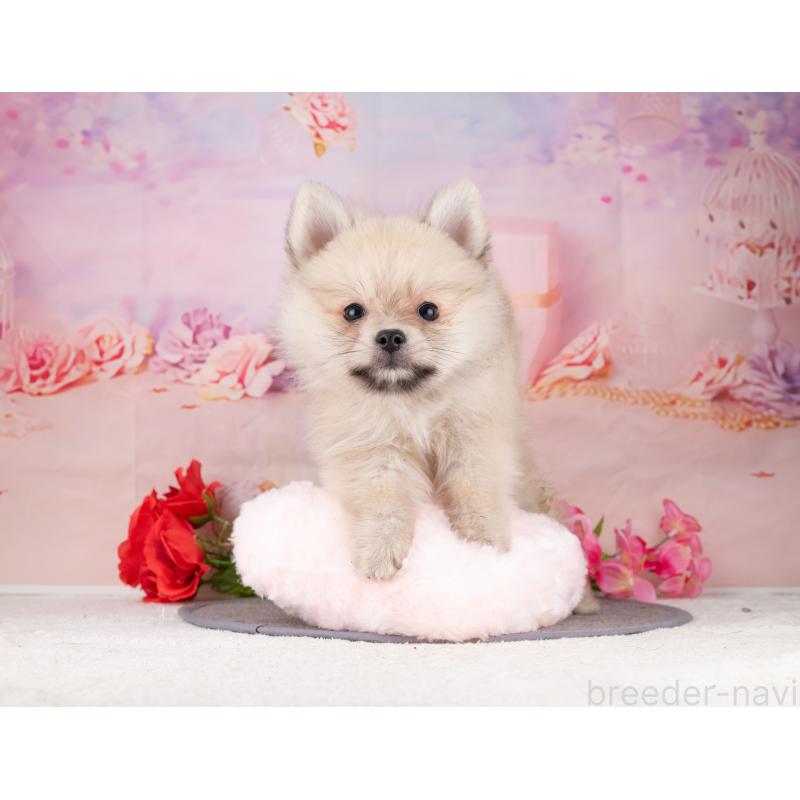 販売中の岐阜県のポメラニアン-455929の5枚目