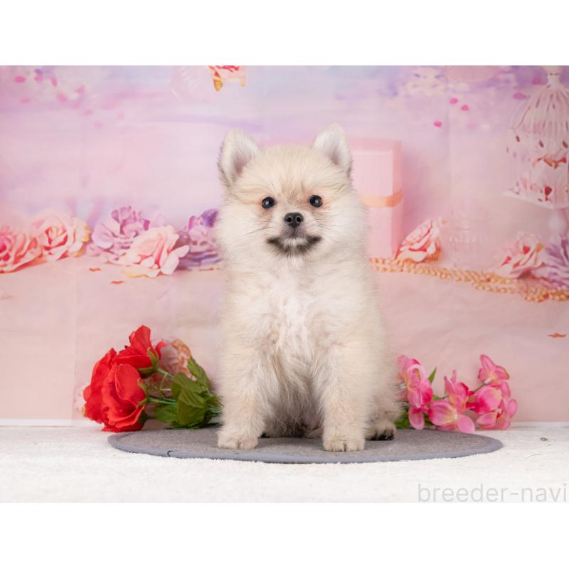 販売中の岐阜県のポメラニアン-455929の4枚目