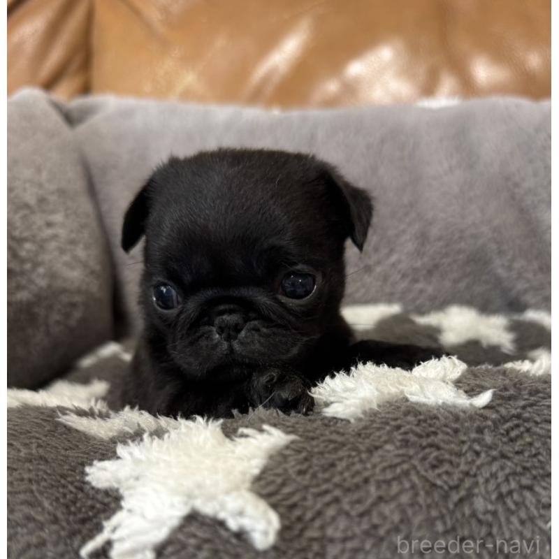 販売中の山梨県のパグ-455930の3枚目