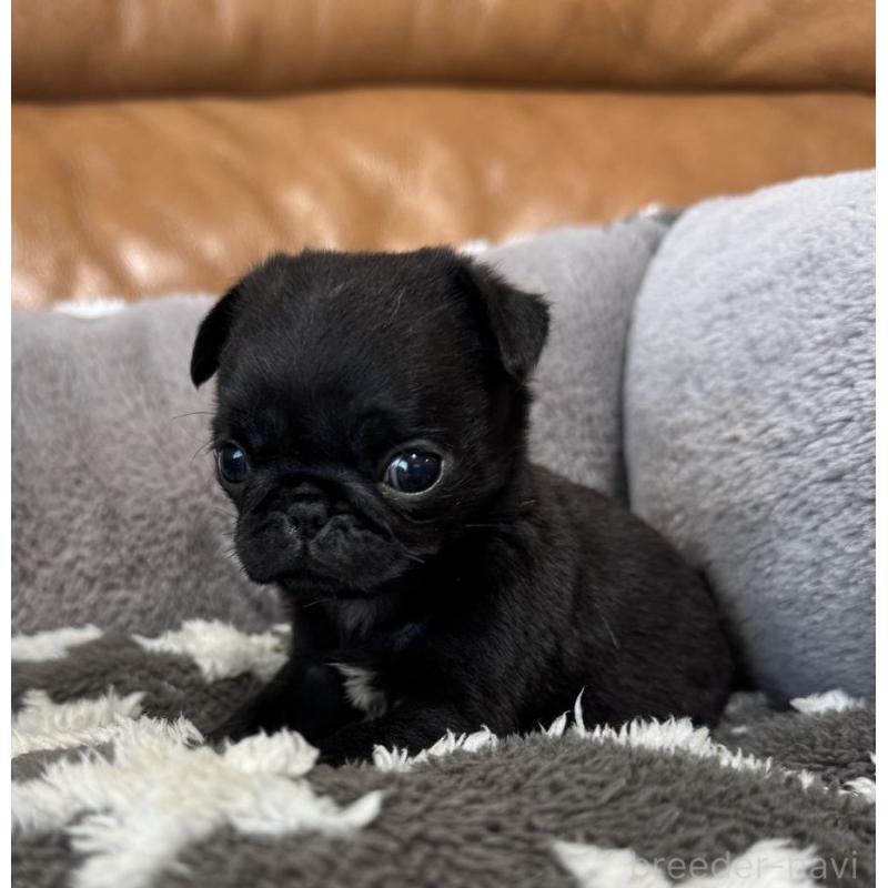 販売中の山梨県のパグ-455930の2枚目