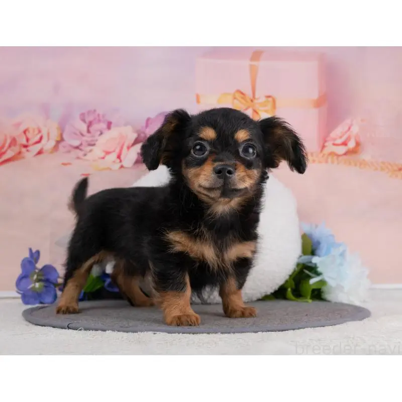 販売中の岐阜県のチワックス:チワワ×ミニチュアダックスフンド-455932の7枚目