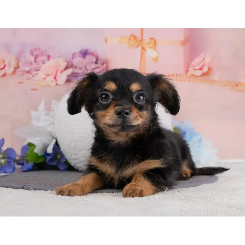 販売中の岐阜県のチワックス:チワワ×ミニチュアダックスフンド-455932の6枚目