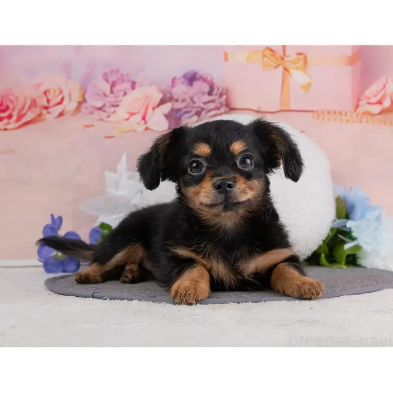 販売中の岐阜県のチワックス:チワワ×ミニチュアダックスフンド-455932の4枚目