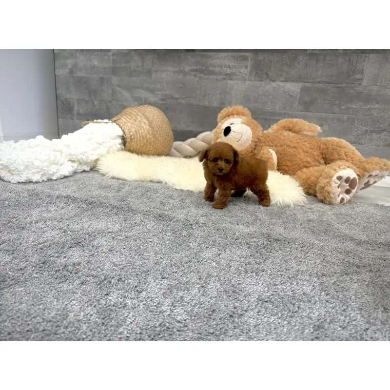 販売中の滋賀県のタイニープードル-455904の7枚目