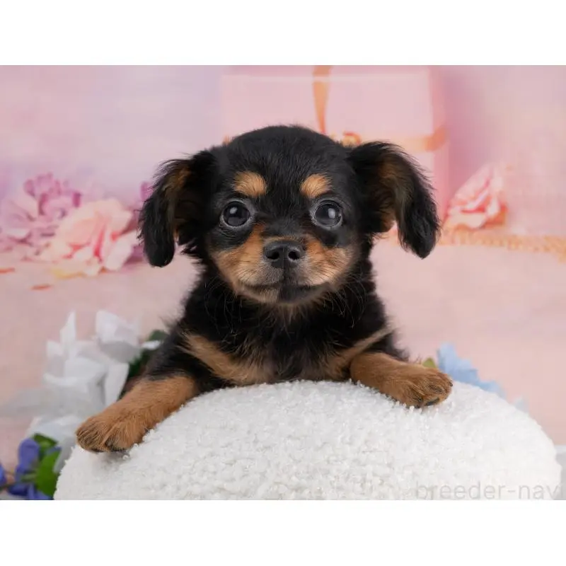 販売中の岐阜県のチワックス:チワワ×ミニチュアダックスフンド-455932の3枚目