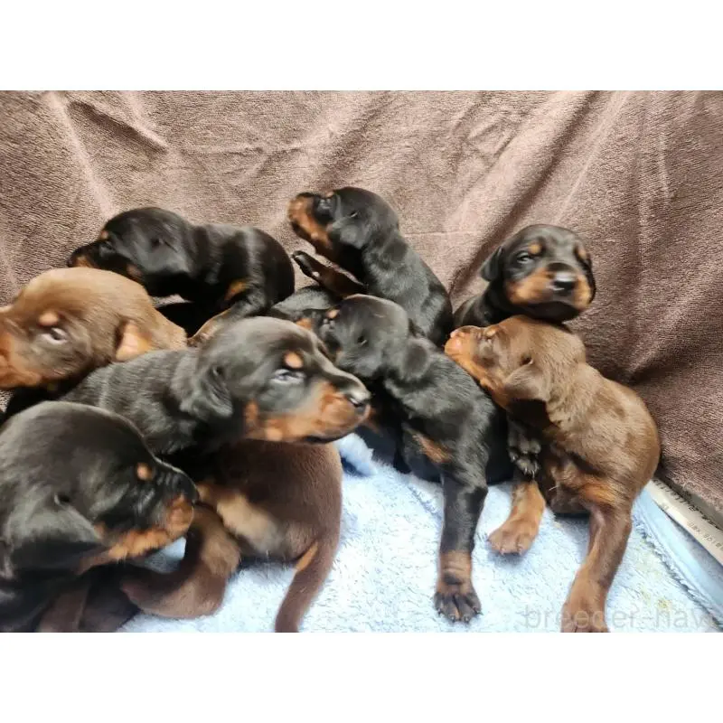 販売中の千葉県のドーベルマン-455936の2枚目