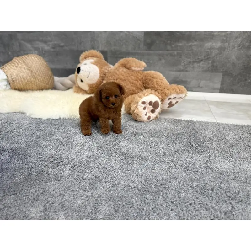 販売中の滋賀県のタイニープードル-455904の6枚目