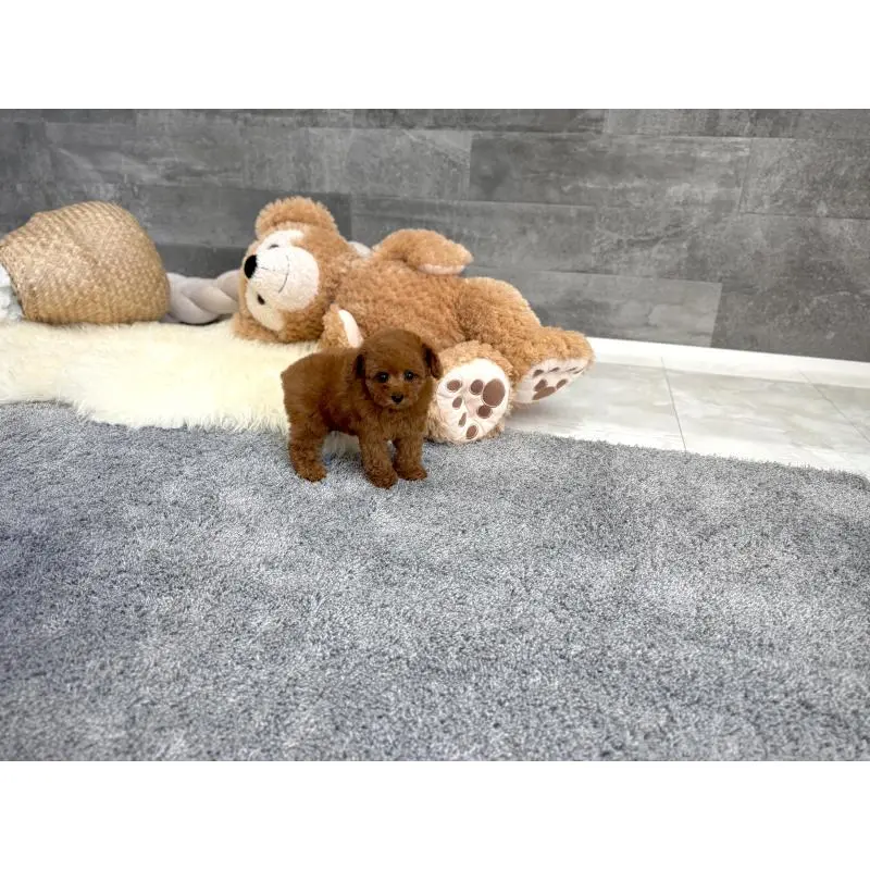 販売中の滋賀県のタイニープードル-455904の5枚目