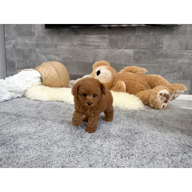 販売中の滋賀県のタイニープードル-455904の4枚目