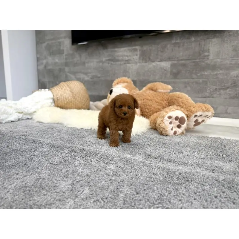 販売中の滋賀県のタイニープードル-455904の3枚目