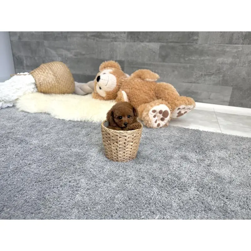 販売中の滋賀県のタイニープードル-455904の2枚目