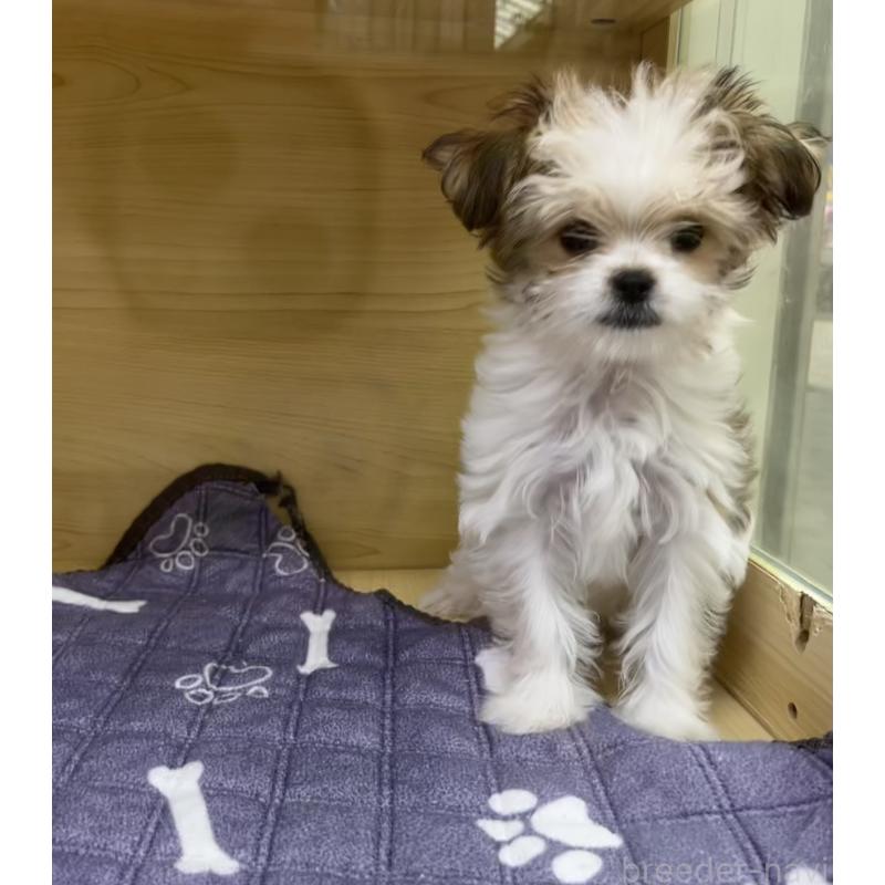 販売中の東京都のチワマル:チワワ×マルチーズ-446441の2枚目