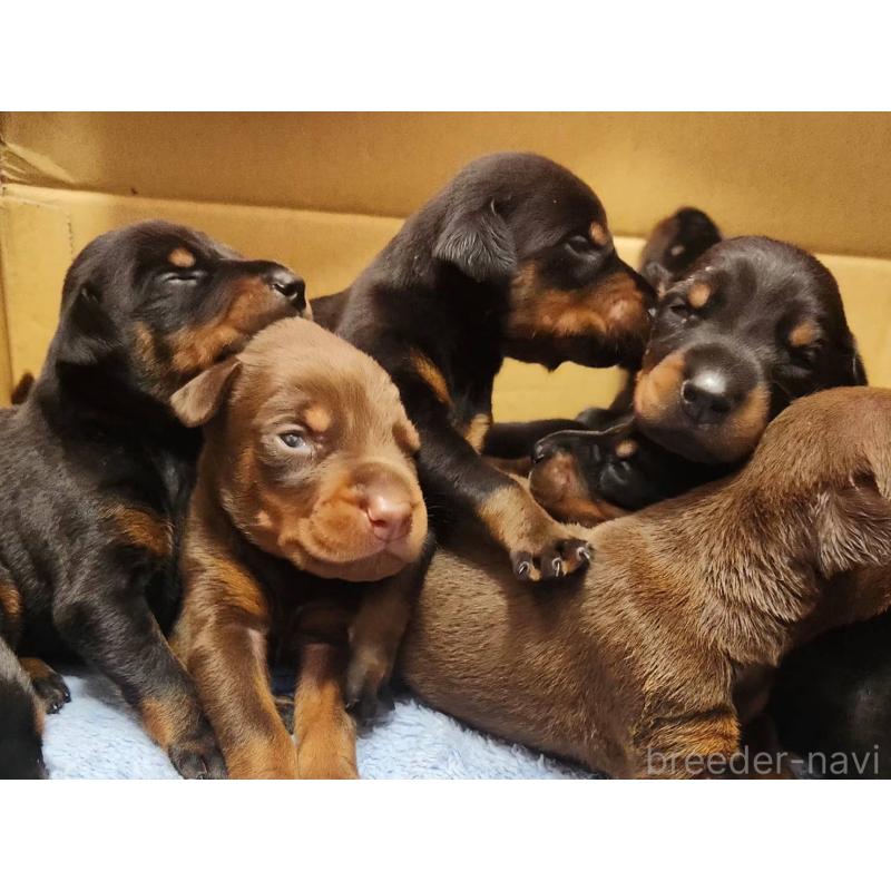 販売中の千葉県のドーベルマン-455937の2枚目