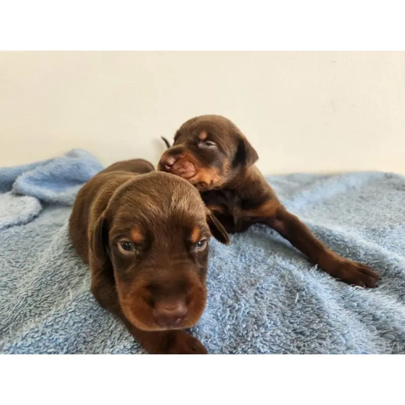 販売中の千葉県のドーベルマン-455939の3枚目