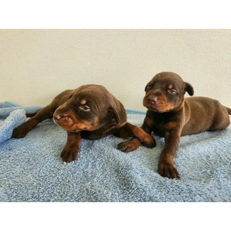 販売中の千葉県のドーベルマン-455939の2枚目