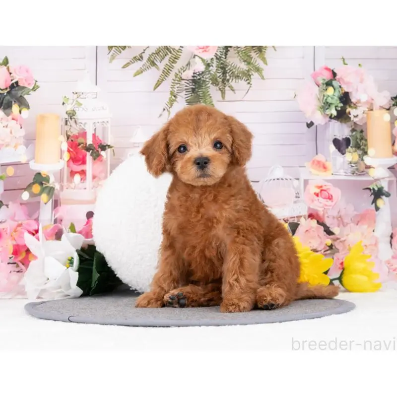 販売中の岐阜県のトイプードル-455942の5枚目