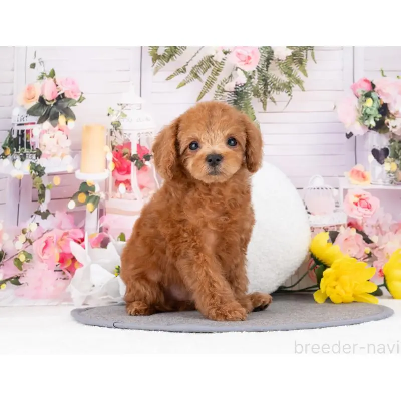 販売中の岐阜県のトイプードル-455942の4枚目