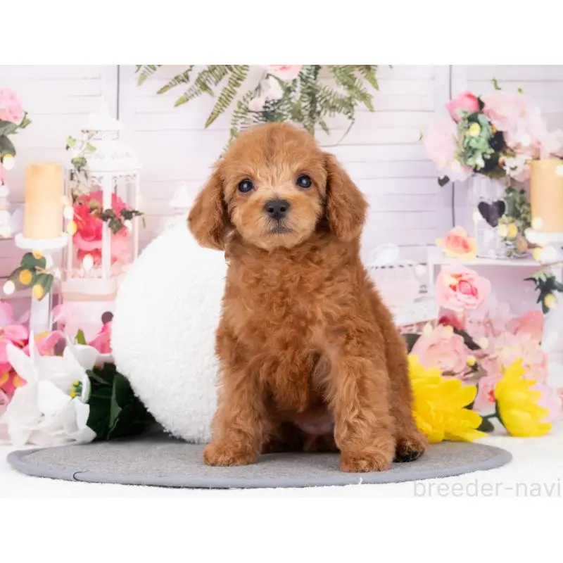 販売中の岐阜県のトイプードル-455942の3枚目