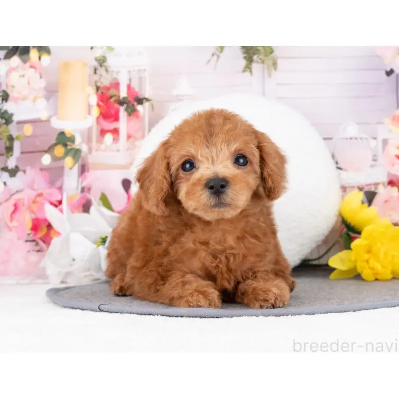 販売中の岐阜県のトイプードル-455942の2枚目