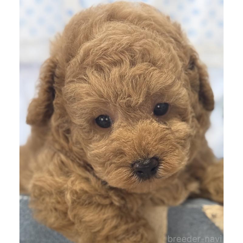 販売中の宮崎県のトイプードル-455950の8枚目