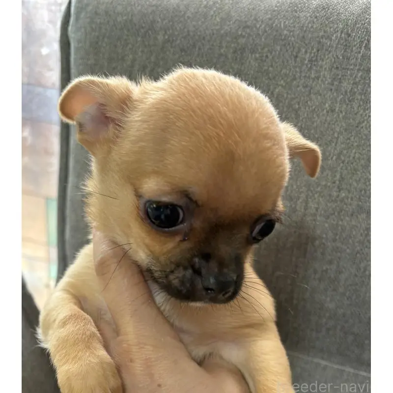 販売中の福岡県のチワワ(スムースコート)-455941の2枚目