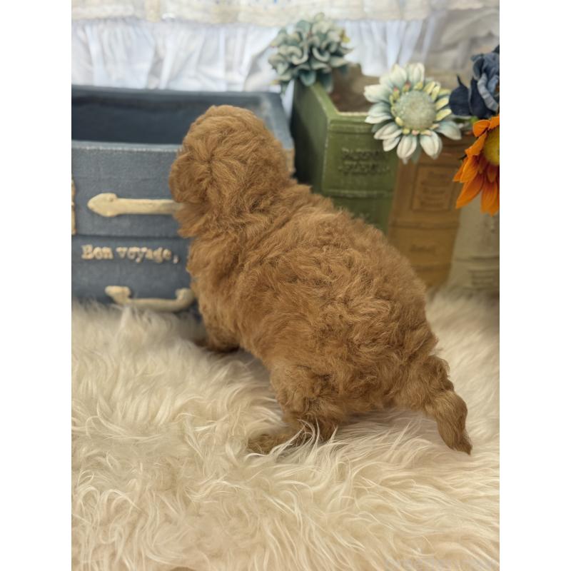 販売中の宮崎県のトイプードル-455950の7枚目