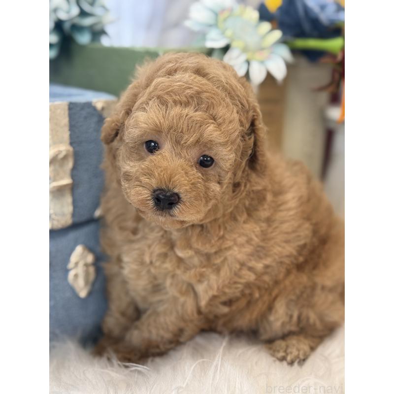 販売中の宮崎県のトイプードル-455950の6枚目