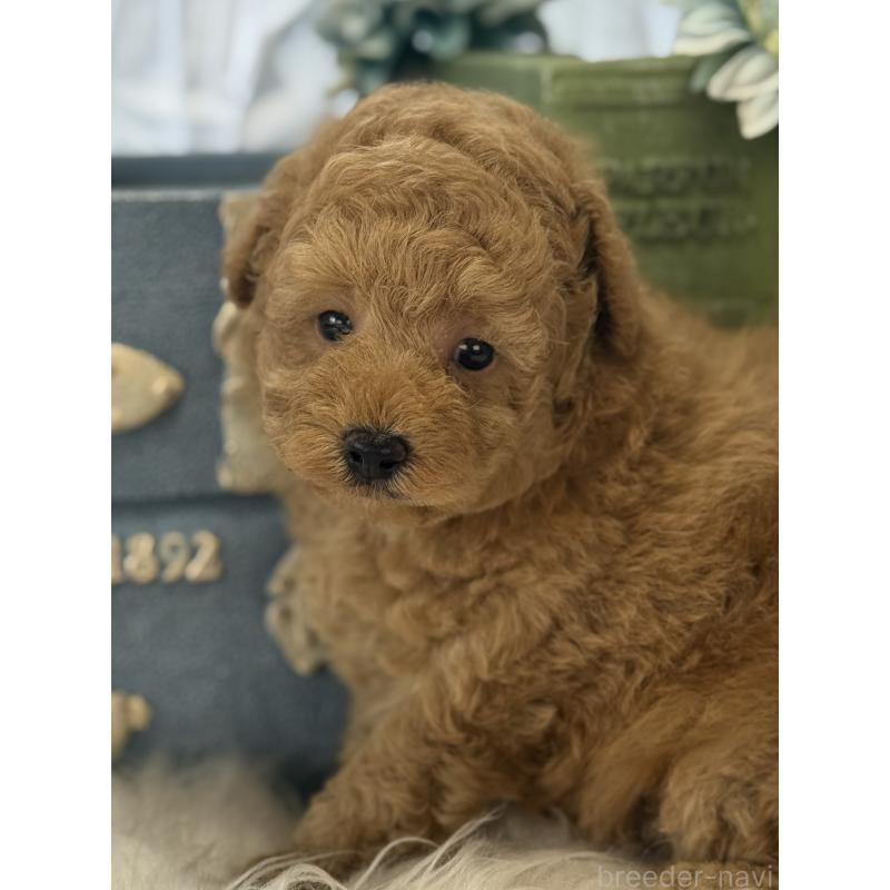 販売中の宮崎県のトイプードル-455950の5枚目