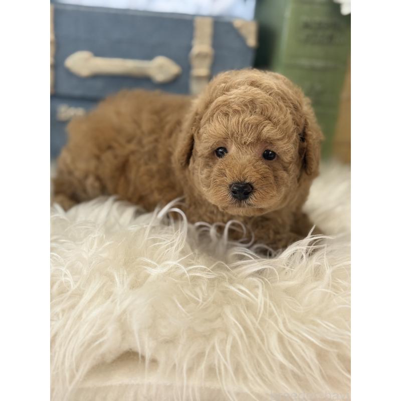 販売中の宮崎県のトイプードル-455950の4枚目