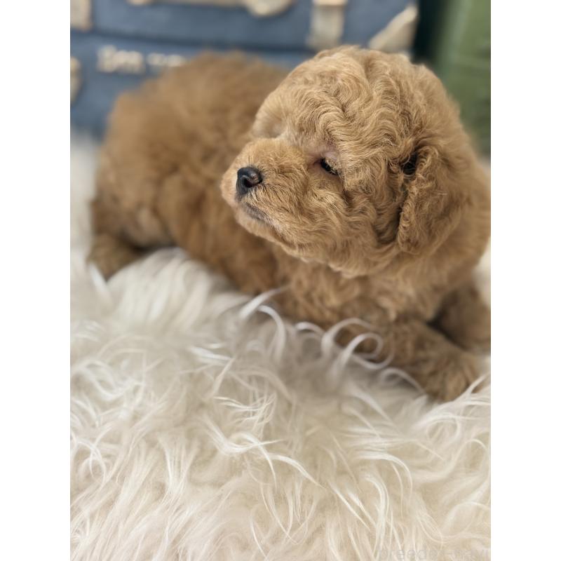 販売中の宮崎県のトイプードル-455950の3枚目