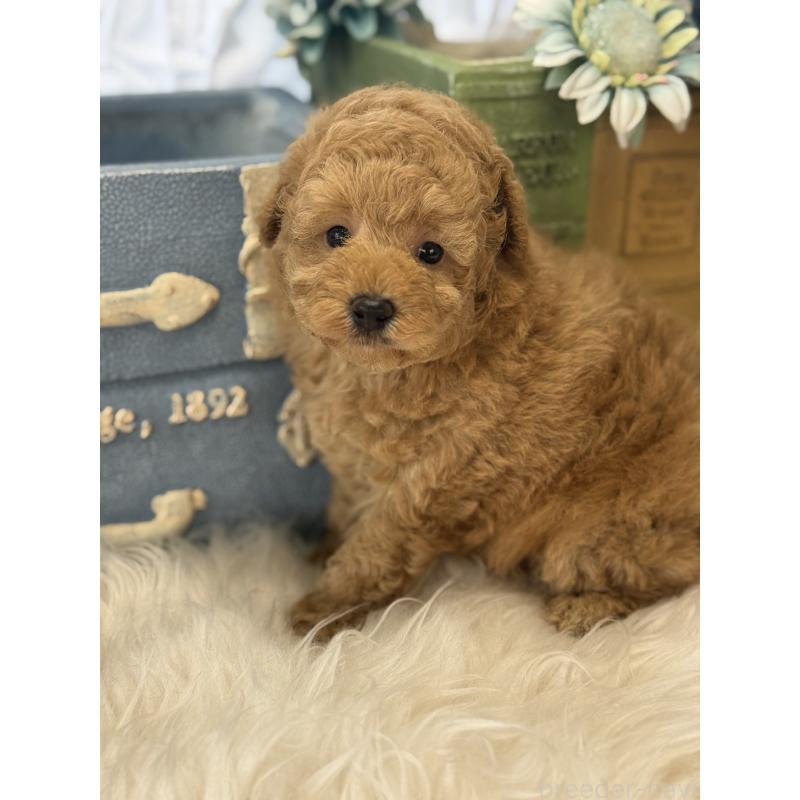 販売中の宮崎県のトイプードル-455950の2枚目