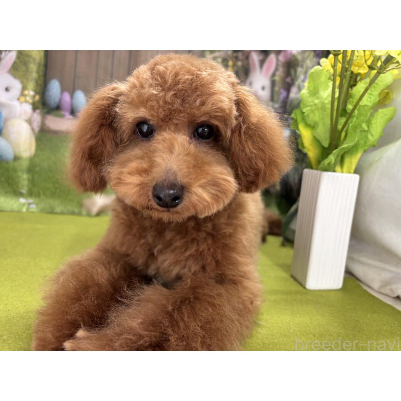 販売中の栃木県のタイニープードル-423582