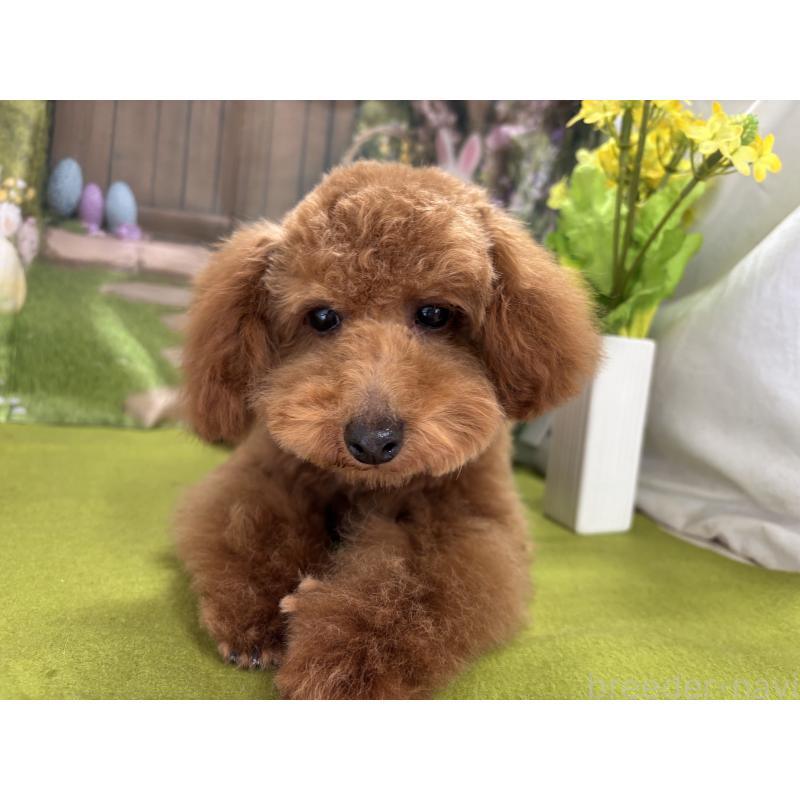 販売中の栃木県のタイニープードル-423582の11枚目