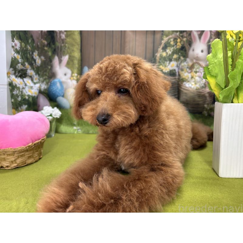 販売中の栃木県のタイニープードル-423582の9枚目