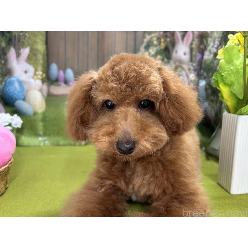 販売中の栃木県のタイニープードル-423582の8枚目