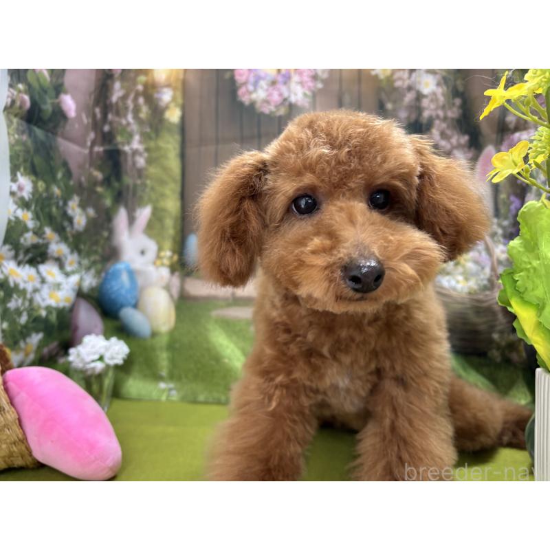 販売中の栃木県のタイニープードル-423582の7枚目