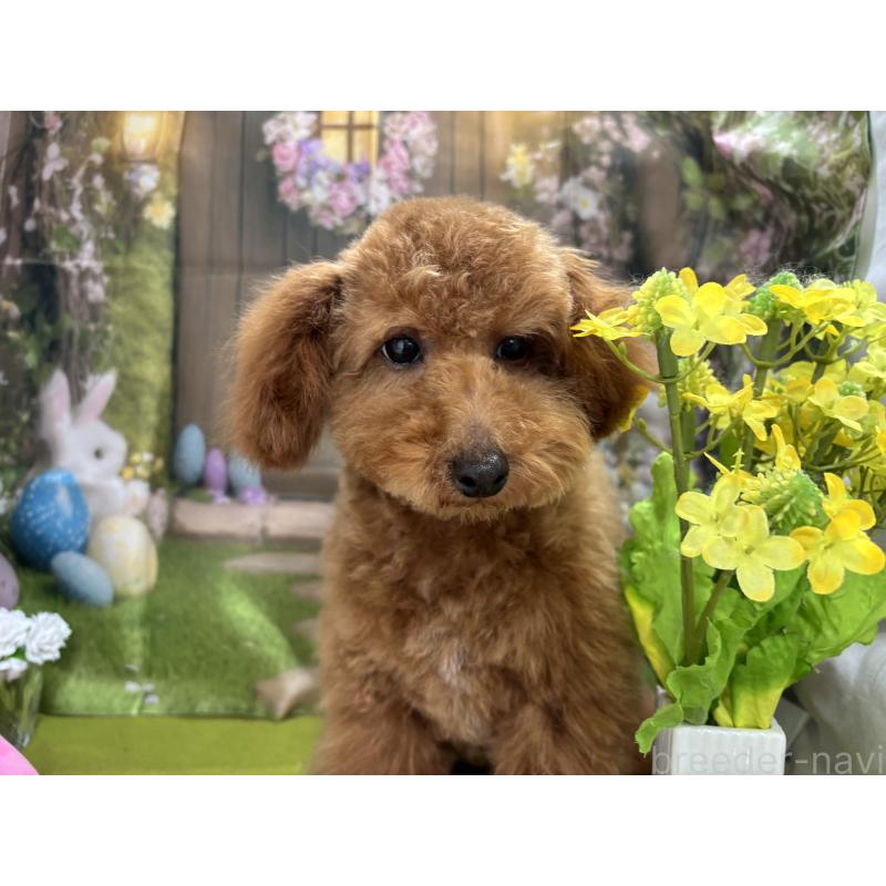 販売中の栃木県のタイニープードル-423582の6枚目