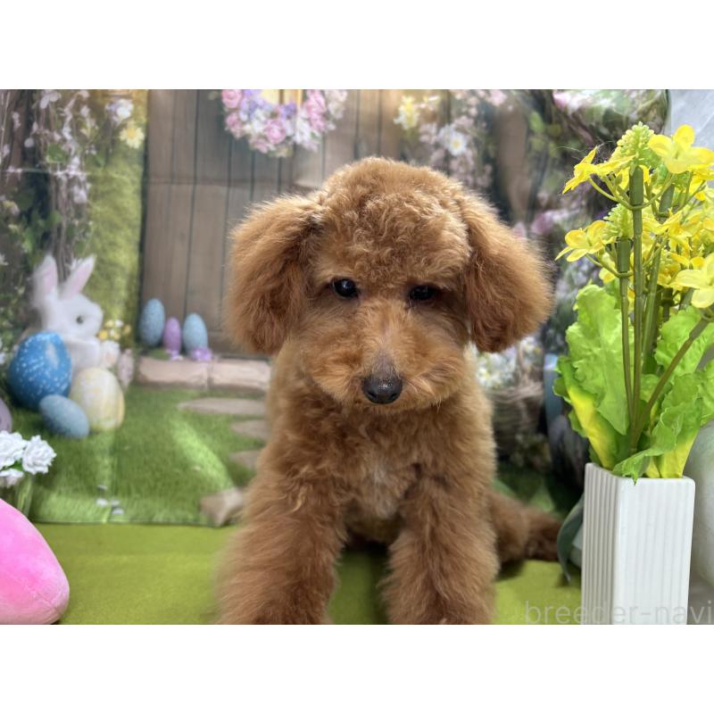 販売中の栃木県のタイニープードル-423582の4枚目