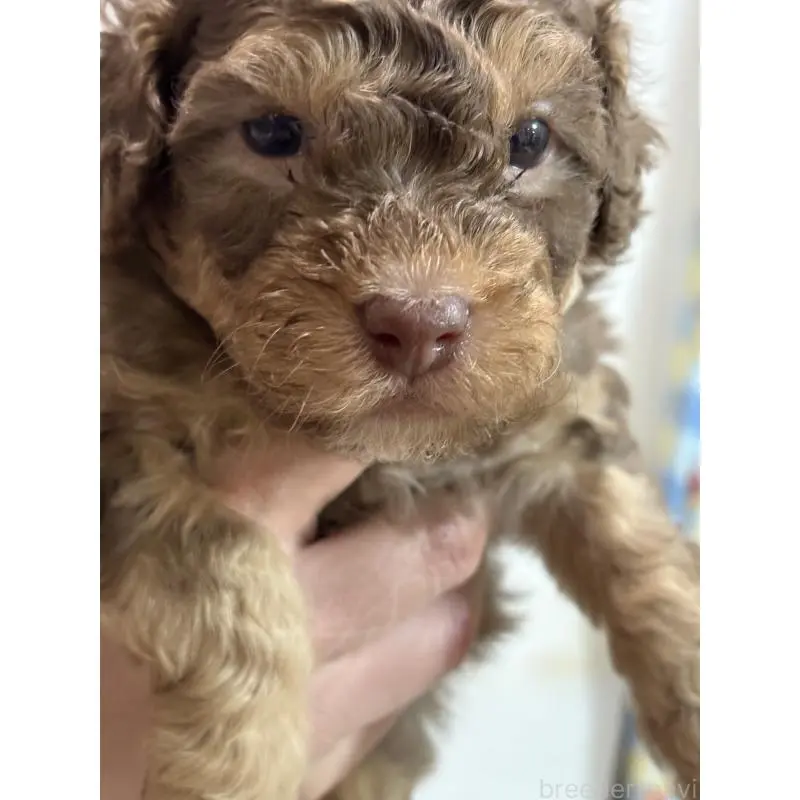 販売中の福岡県のトイプードル-455943の2枚目