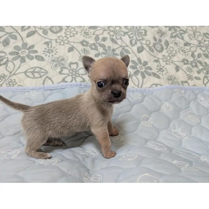 販売中の大分県のチワワ(スムースコート)-455945の9枚目