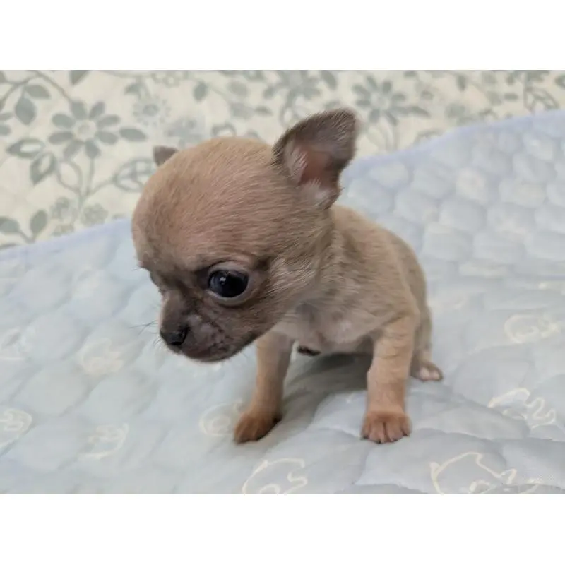 販売中の大分県のチワワ(スムースコート)-455945の8枚目