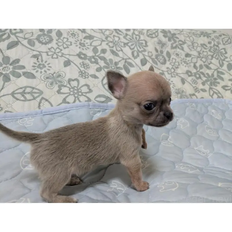 販売中の大分県のチワワ(スムースコート)-455945の7枚目