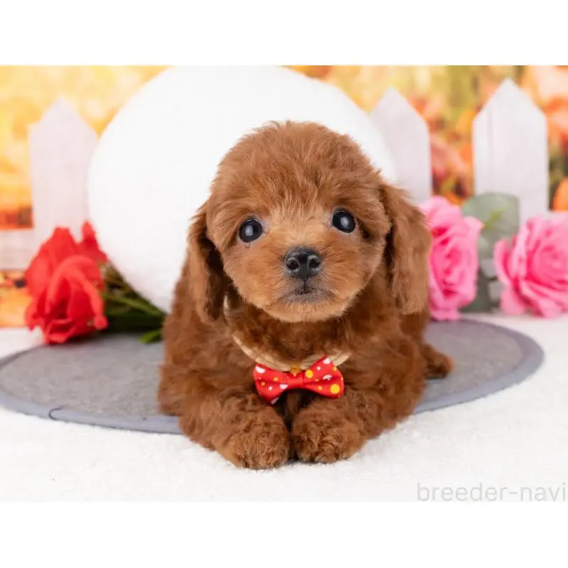 販売中の岐阜県のトイプードル-455944の5枚目