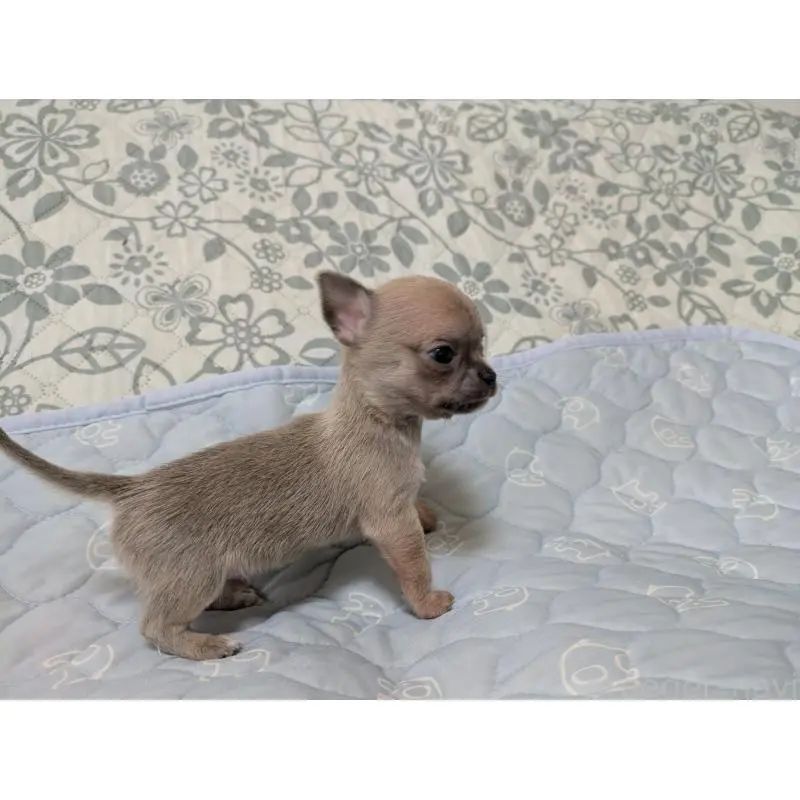 販売中の大分県のチワワ(スムースコート)-455945の6枚目