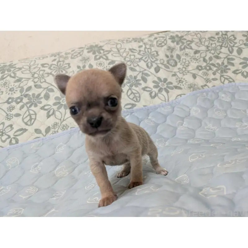 販売中の大分県のチワワ(スムースコート)-455945の5枚目